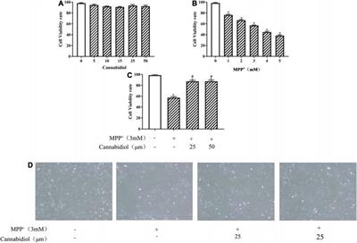 Cannabidiol Induces Autophagy to Protects Neural Cells From Mitochondrial Dysfunction by Upregulating SIRT1 to Inhibits NF-κB and NOTCH Pathways